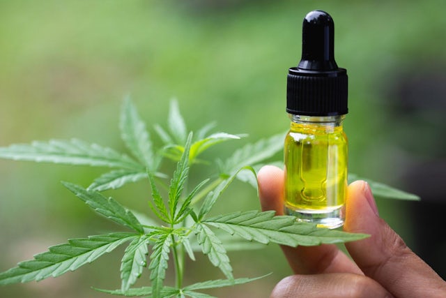 CBD oil production to achieve a new 'high'