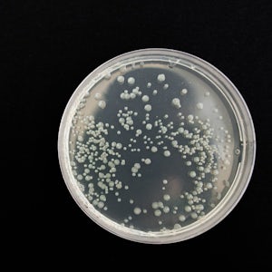 Cell cultures