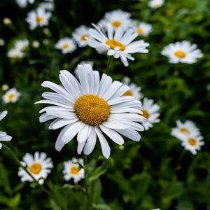 Chamomile oil