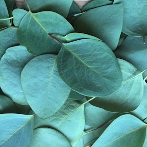Eucalyptus oil