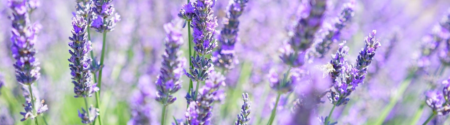 Let's make lavender oil