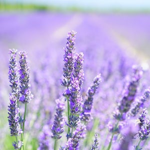 Lavender oil