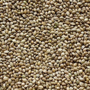 Cannabis seeds