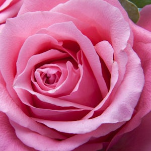 Rose oil