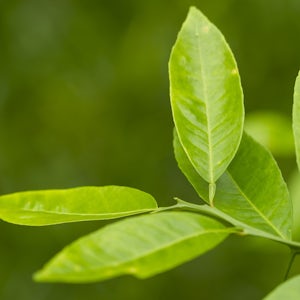 Tea tree oil