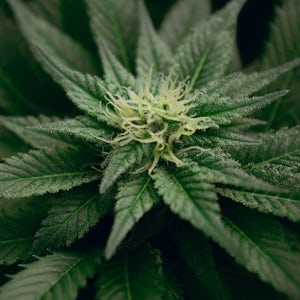 THC