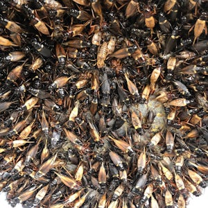 Cricket protein