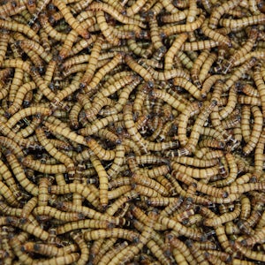 Mealworm protein