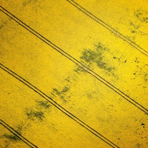 Rapeseed oil