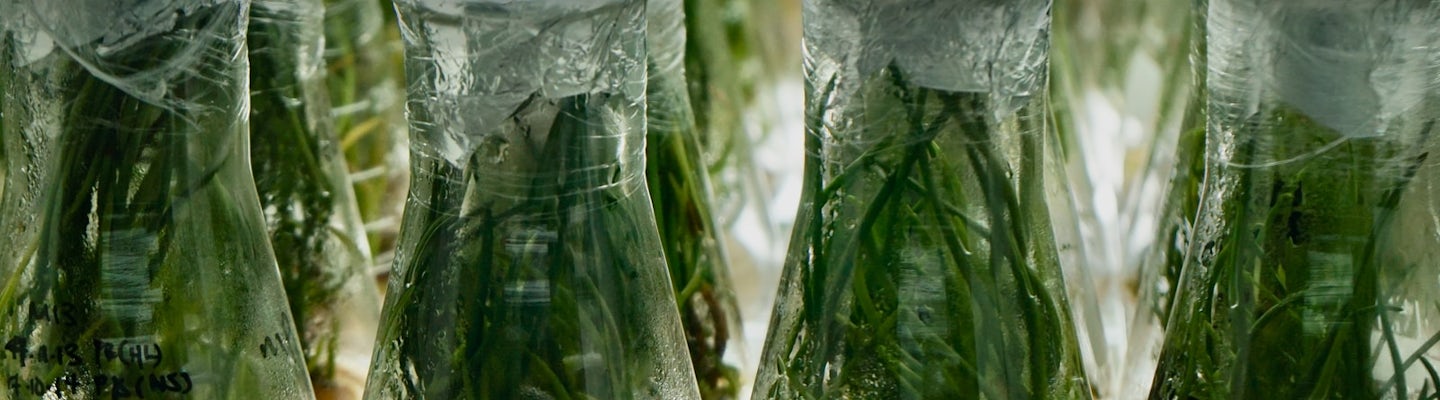 R&D solution for food processing