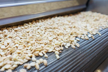 raw peanuts on conveyor belt