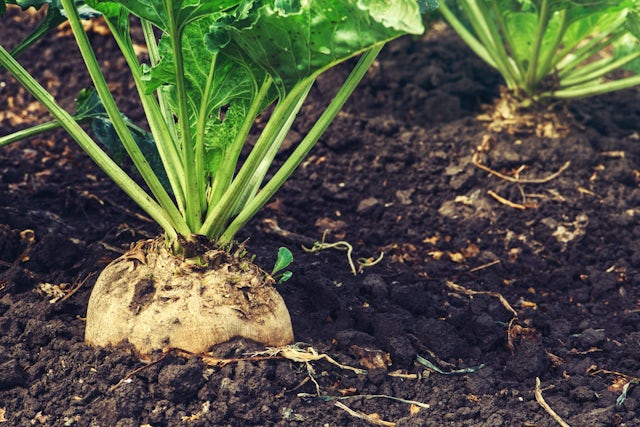 Sweet teamwork: processing the sugar beet seed